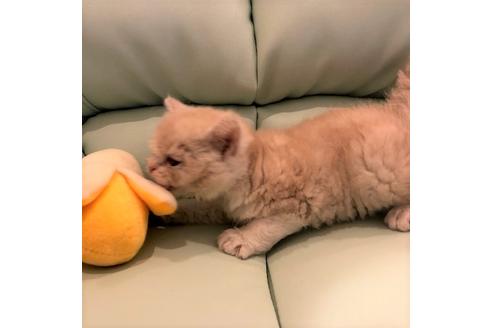 成約済の大阪府のセルカークレックス-5455の2枚目